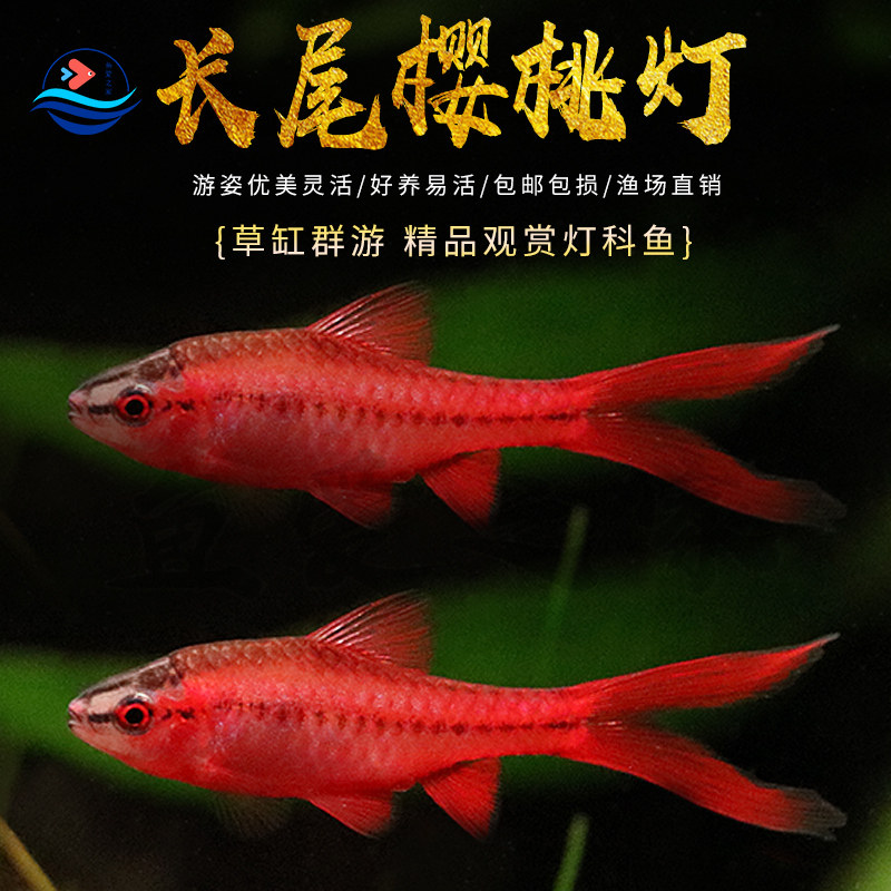 长尾红玫瑰樱桃灯鱼热带观赏鱼草缸精灵小型观赏灯鱼淡水好养活体