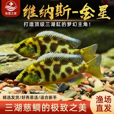 小型金星蓝斑马非洲王子三湖观赏