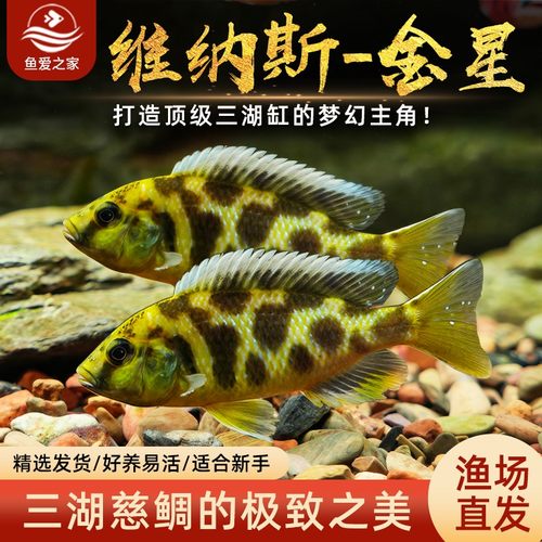 小型金星蓝斑马非洲王子三湖观赏