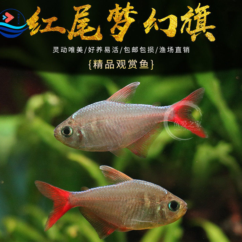 哥伦比亚红尾梦幻灯红衣梦幻旗热带鱼观赏活体鱼小型草缸群游鱼苗,宠物/宠物食品及用品,鱼,淘宝优惠券,粉丝福利购,淘宝优惠卷