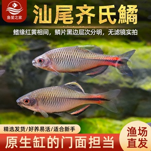 汕尾齐氏鱊鳑鲏冷水鱼观赏鱼稀有原生小型工具鱼好养耐活群游鱼
