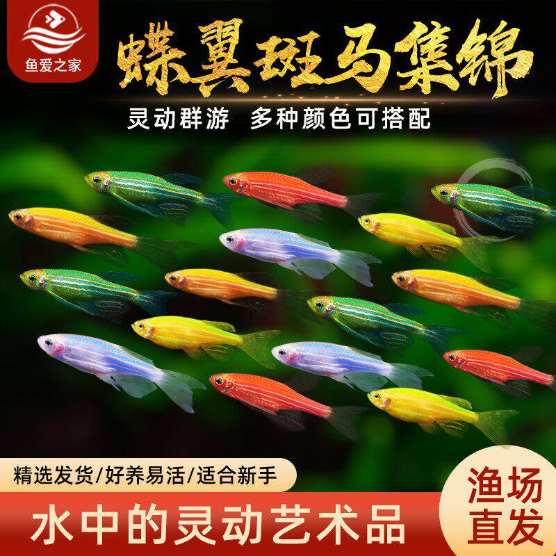 蝶翼斑马鱼长尾观赏鱼冷水翡翠龙凤小型淡水荧光热带鱼好养新手鱼