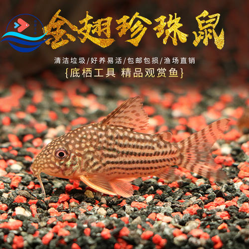 金翅珍珠鼠鱼活体淡水清洁工具鱼