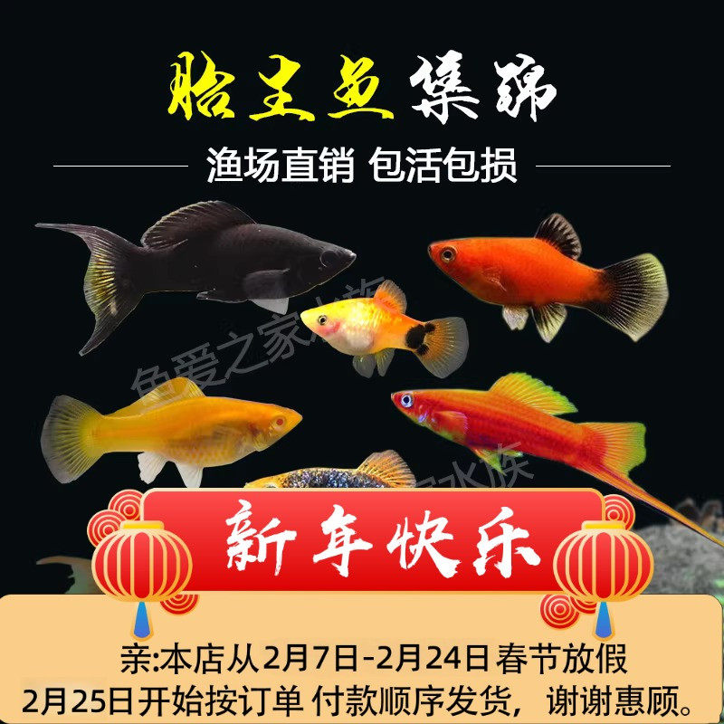 胎生鱼玛丽鱼金银黑皮球热带观赏鱼月光鱼小型宠物鱼缸活体红球鱼