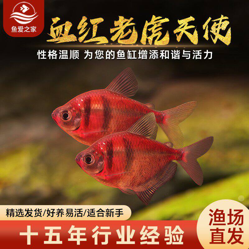 血红老虎天使天使鱼观赏鱼大号群游懒人小型淡水好养耐活热带鱼苗