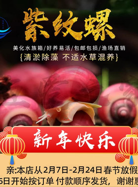 紫纹螺观赏螺冷水除藻清洁鱼缸吃鱼龟粪便淡水活体工具螺蜗牛宠物