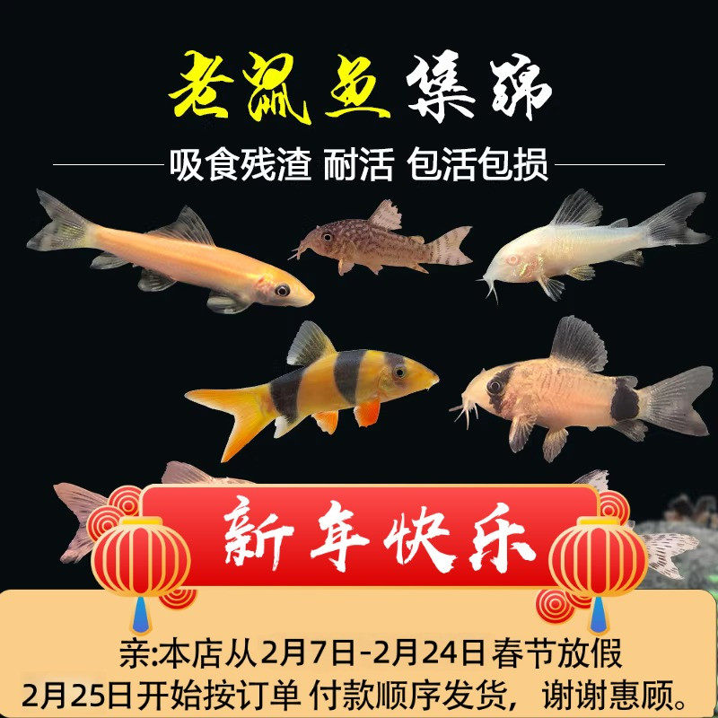 老鼠鱼清道夫金苔鼠熊猫鼠小型热带观赏鱼青苔鱼缸清洁垃圾工具鱼