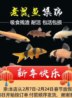 老鼠鱼清道夫金苔鼠熊猫鼠小型热带观赏鱼青苔鱼缸清洁垃圾工具鱼