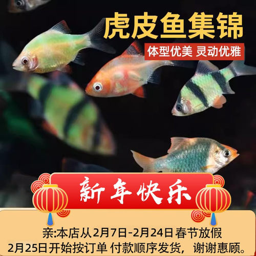 四间虎皮鱼荧光虎皮好养耐活淡水