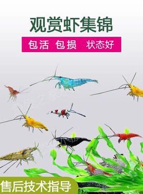 套餐活体极火水晶观赏虾