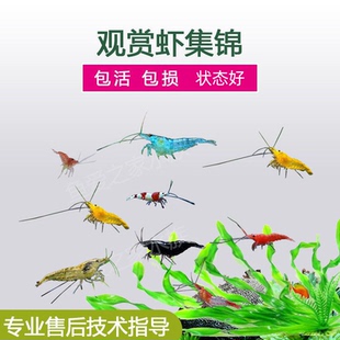观赏虾套餐极火黑壳虾除藻虾樱花虾黄金虾集火水晶草缸观赏工具虾