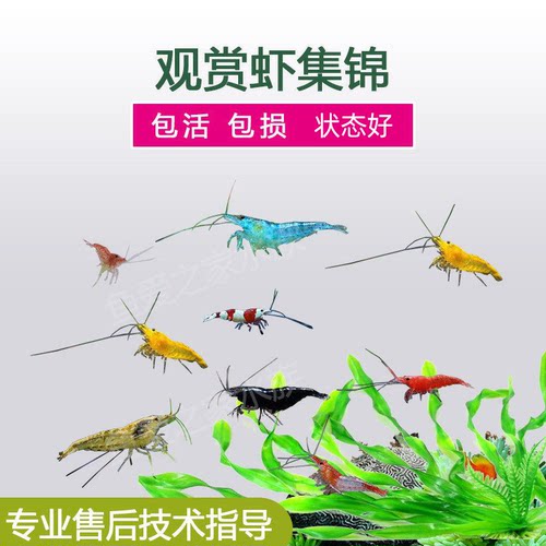 套餐活体极火水晶观赏虾