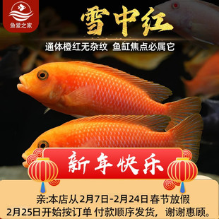 三湖慈鲷鱼马鲷雪中红热带观赏鱼活体鱼缸中小型淡水宠物混养小鱼