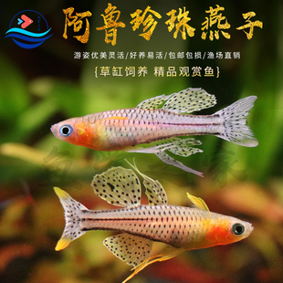 阿鲁大帆珍珠燕子鱼小型观赏淡水鱼热带鱼观赏鱼活体鱼好养群游鱼