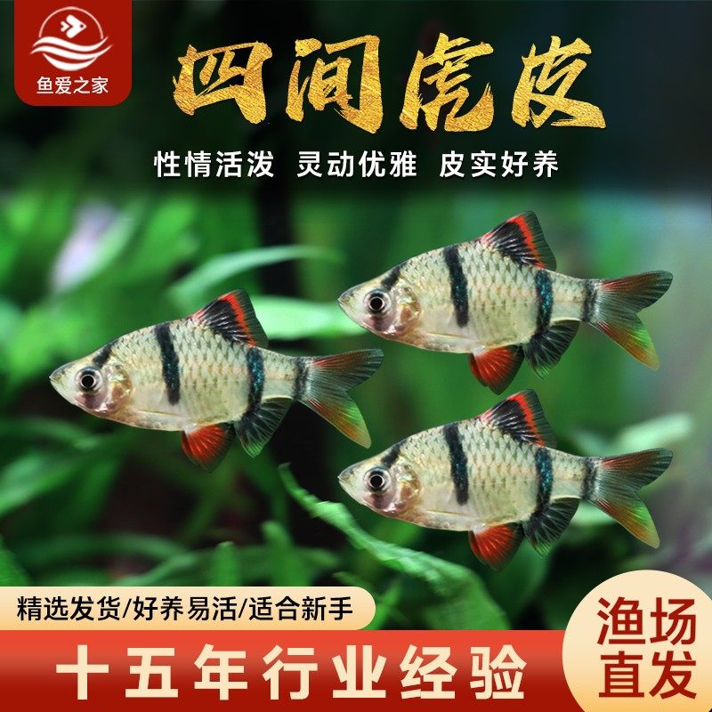 四间虎皮鱼观赏鱼热带鱼金虎蓝虎群游鱼苗好养耐活鱼淡水鱼