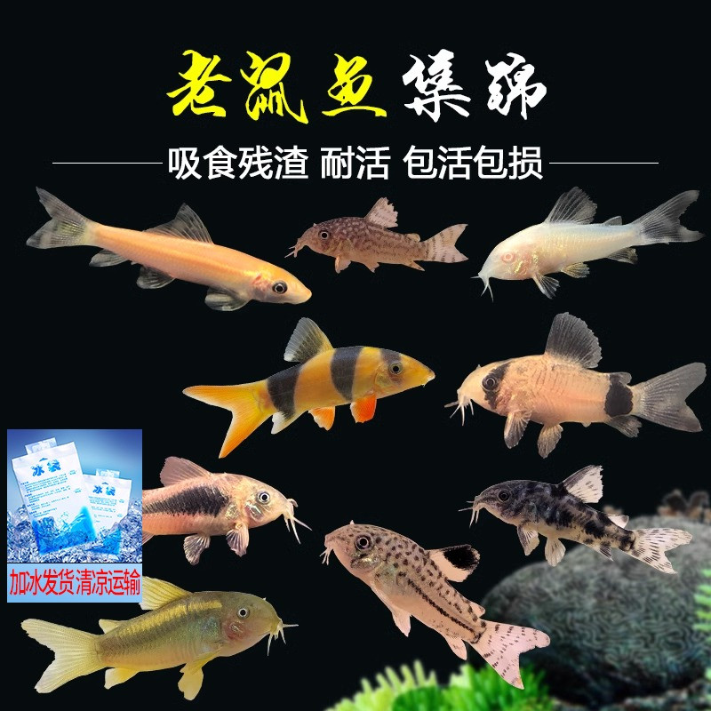 老鼠鱼工具鱼清道夫清洁垃圾鱼