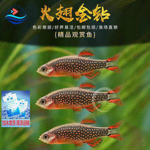 火翅金钻鱼银河斑马鱼热带观赏鱼红翅珍珠灯科鱼小型鱼活体群游鱼