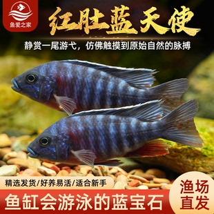 红肚蓝天使三湖慈鲷鱼马鲷热带观赏鱼活体鱼缸中小型淡水宠物混养