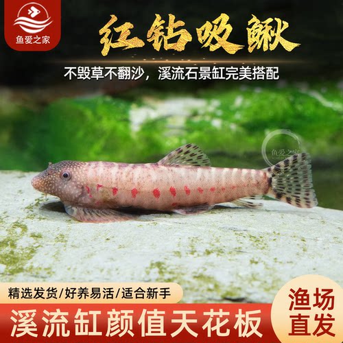 红钻吸鳅鱼缸除藻清粪观赏鱼