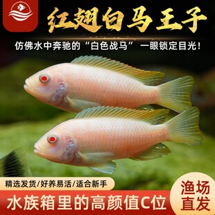 白马王子三湖慈鲷鱼热带淡水鱼非洲王子蓝斑马维纳斯活体观赏鱼