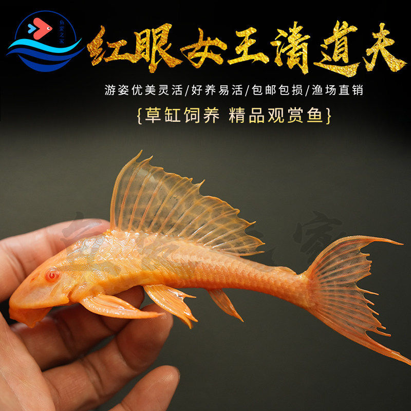 黄金红眼女王大帆清道夫热带淡水观赏鱼清洁垃圾除藻吃粪便工具鱼