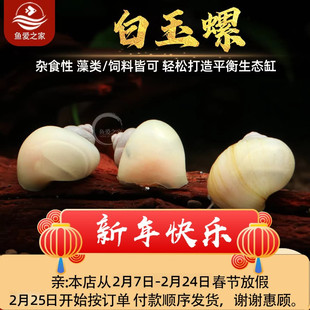 白玉螺水族鱼缸观赏螺淡水冷水新手好养苹果螺除藻清垃圾工具螺