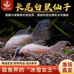 长尾白鼠仙子鱼清道夫热带观赏工具鱼清洁缸除藻吃垃圾粪便鱼活体