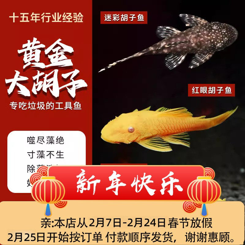 清缸工具鱼蓝眼胡子鱼黄金红眼迷彩鱼缸清洁鱼草缸小型热带观赏鱼