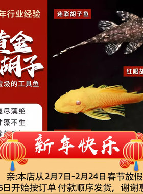 清缸工具鱼蓝眼胡子鱼黄金红眼迷彩鱼缸清洁鱼草缸小型热带观赏鱼