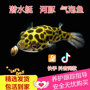 河豚潜水艇斑马狗头鱼吃杂螺热带观赏鱼除螺吃蜗虫巧克力娃娃