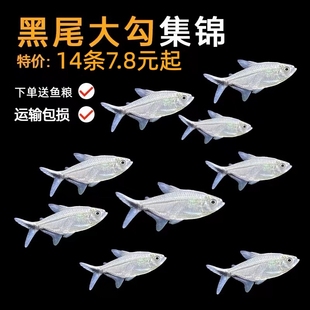 黑尾大勾群游鱼草缸热带观赏鱼淡水黑尾小型活体红鼻剪刀红绿灯鱼