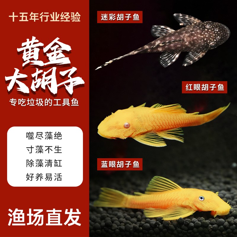 鱼缸观赏鱼清洁工具鱼活体观赏鱼