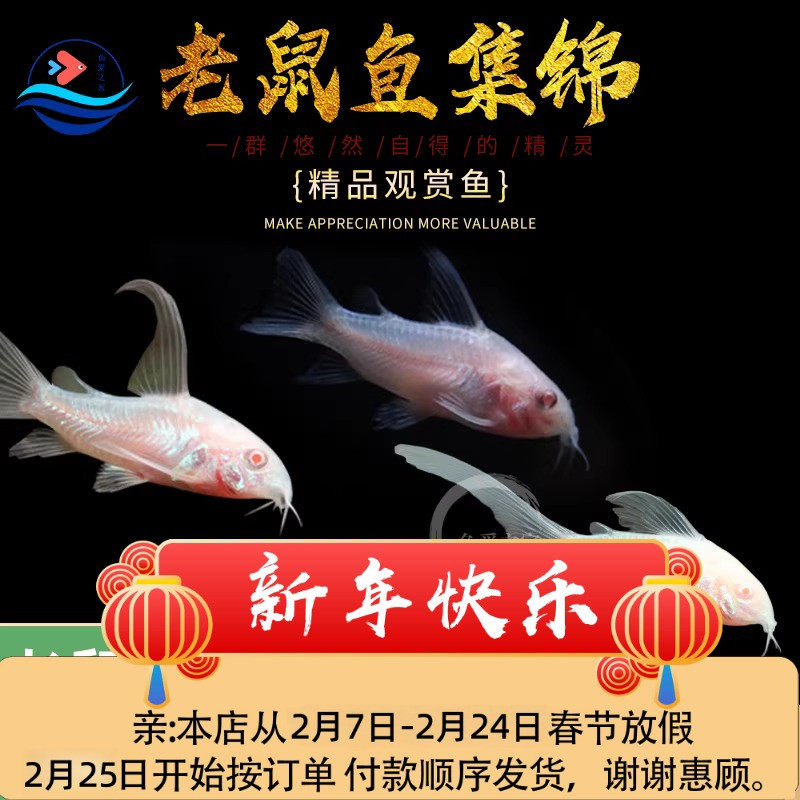 长尾白鼠仙子热带观赏工具鱼高鳍白老鼠吃残渣粪便清洁鱼缸活体鱼