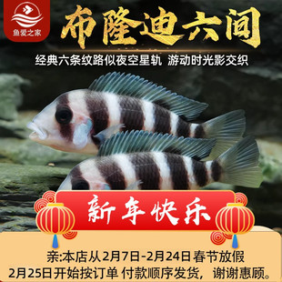 三湖慈鲷鱼布隆迪六间鱼鹅头皇冠坦鲷鱼缸活体热带观赏宠物小型鱼