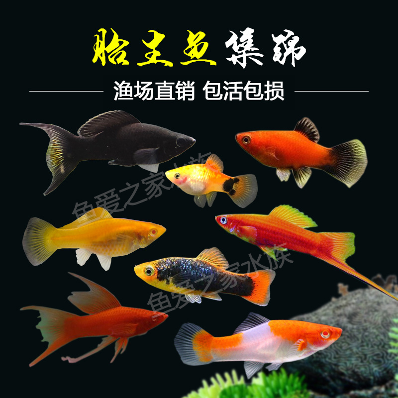 好养易活易繁殖下崽狂魔胎生鱼