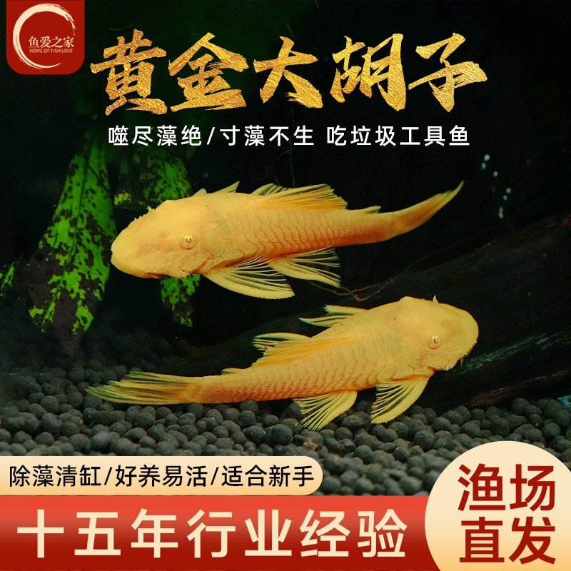 鱼缸观赏鱼除藻热带鱼清洁工