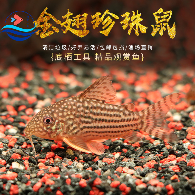金翅珍珠鼠鱼种鱼活体满天星水草缸鱼缸吃垃圾吃屎底层清洁工具鱼