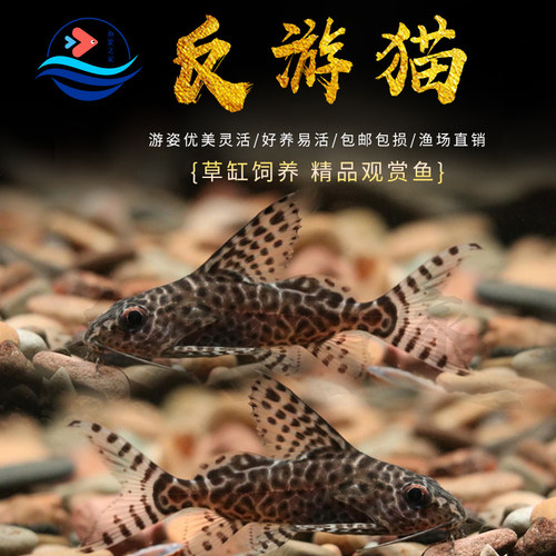 反游猫热带小型观赏鱼鼠鱼倒游猫