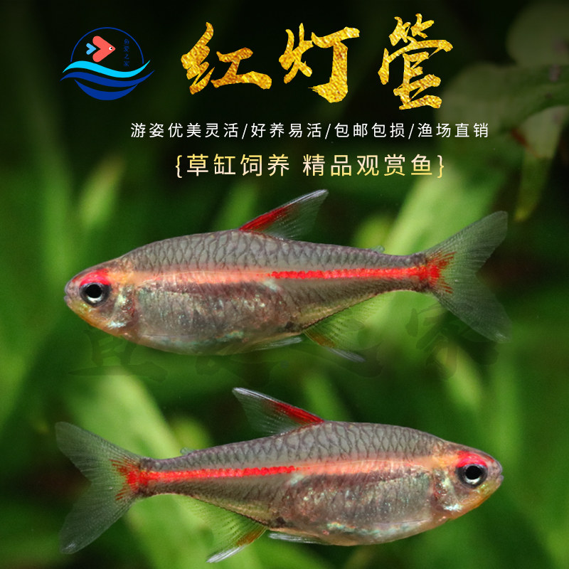 玻璃霓虹红灯管灯鱼小型草缸观赏鱼淡水新手耐养热带鱼群游灯科鱼,宠物/宠物食品及用品,鱼,淘宝优惠券,粉丝福利购,淘宝优惠卷