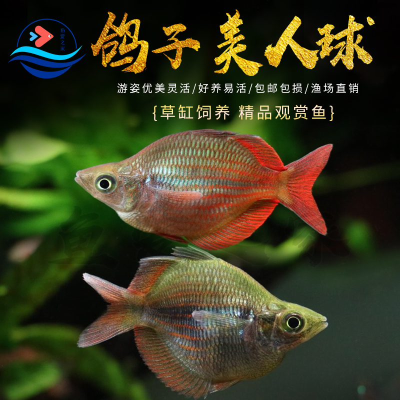 鸽子美人球观赏小型鱼活体包邮