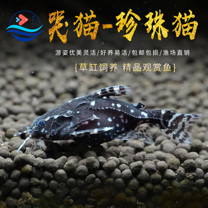 哭猫鱼珍珠猫鱼水族鱼缸观赏鱼热带鱼笑猫垃圾清理鱼缸残渣工具鱼