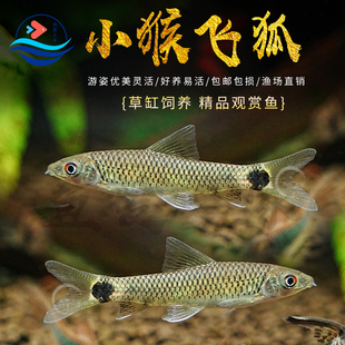 小猴飞狐鱼黑线一线金线飞狐草缸除黑毛藻强力除藻底栖工具鱼活体