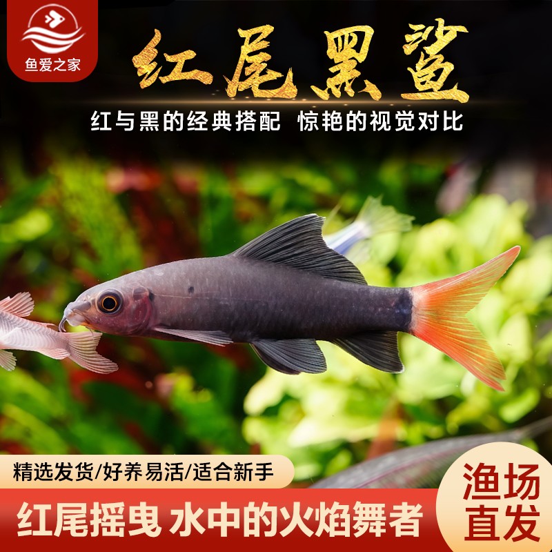 红尾黑鲨鱼清洁鱼缸除藻