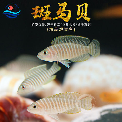 斑马贝鱼好养易活新手可养