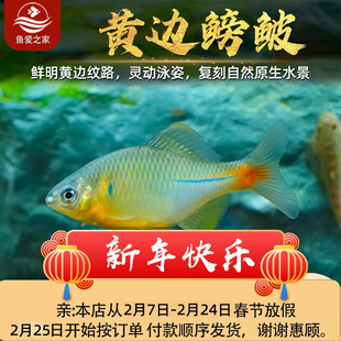 黄边鳑鲏鱼原生鱼蓝石台黄石台高体白边鳑鲏鱼群游冷水淡水观赏鱼