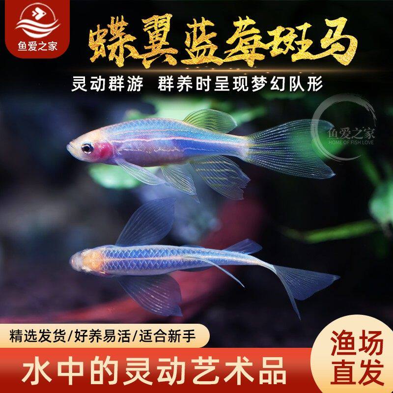 蝶翼斑马鱼翡翠斑马柠檬斑马蓝莓斑马小型热带观赏鱼宠物活体小鱼