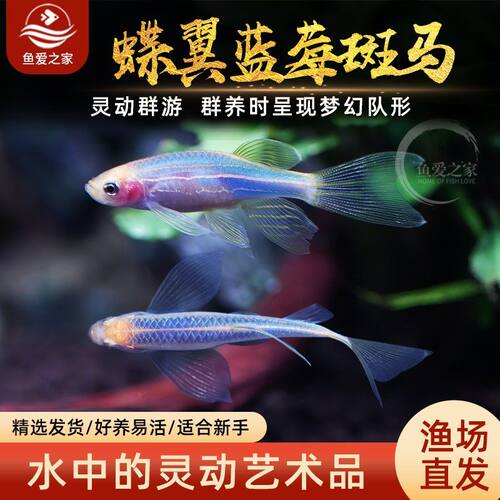 蓝莓斑马鱼观赏鱼小型热带鱼