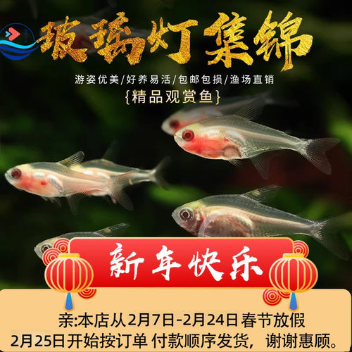 玻璃鱼集锦热带鱼观赏鱼活体群游淡水草缸鱼包活新手可混养小型鱼 - 封面