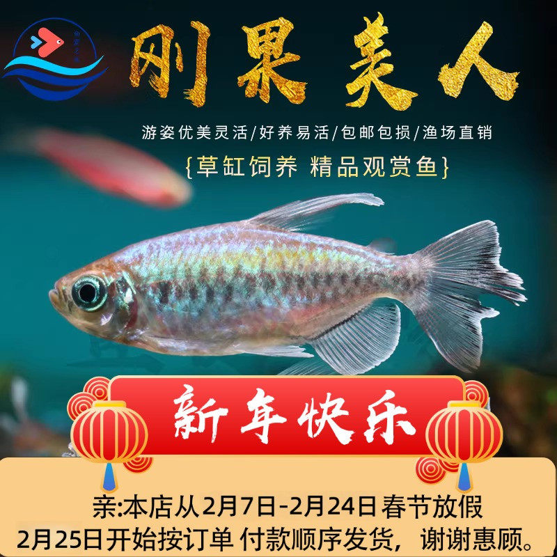 刚果美人鱼苗彩虹绿刚果二线小型草缸热带观赏鱼大号公母宠物活鱼
