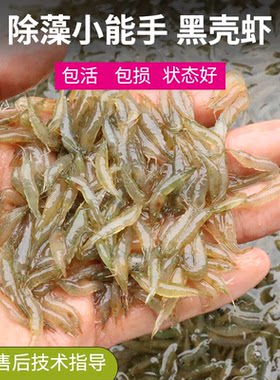 黑壳虾除藻丝藻清洁工具观赏虾